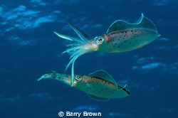 Two Caribbean Reef Squids in mid water by Barry Brown 